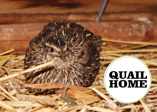 Ridgetop Farm and Garden | Coturnix Quail | Housing