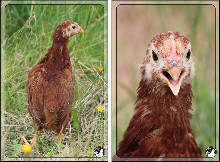 Ridgetop Farm and Garden | Our Flock | Rhode Island Reds