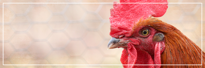 Ridgetop Farm and Garden | Chickens