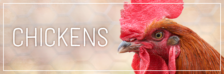 Ridgetop Farm and Garden | Farm Animals | Chickens