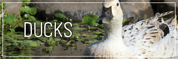 Ridgetop Farm and Garden | Farm Animals | Ducks