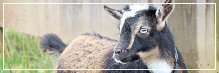 Ridgetop Farm and Garden | Nigerian Dwarf Goats