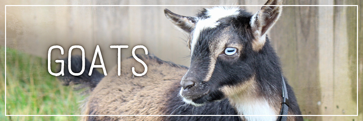 Ridgetop Farm and Garden | Farm Animals | Goats