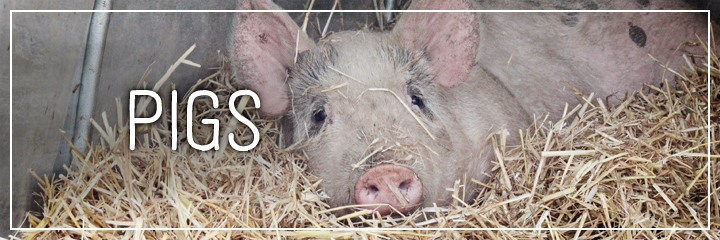 Ridgetop Farm and Garden | Farm Animals | Pigs