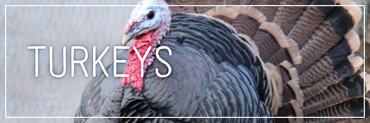 Ridgetop Farm and Garden | Farm Animals | Turkeys