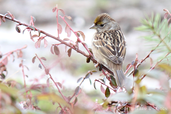 Ridgetop Farm and Garden | 2017 Great Backyard Bird Count | GBBC | Golden-crowned Sparrow