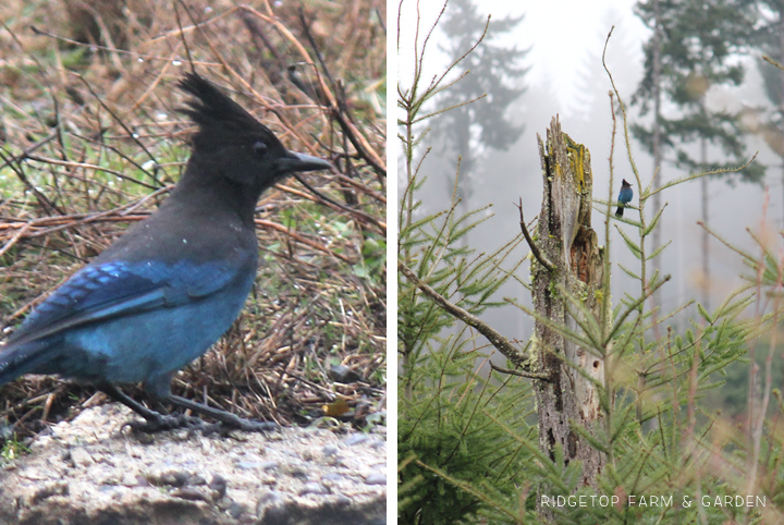 Ridgetop Farm and Garden | 2017 Great Backyard Bird Count | GBBC | Steller's Jay