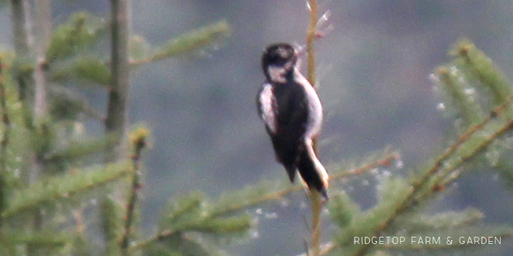 Ridgetop Farm and Garden | 2017 Great Backyard Bird Count | GBBC | Hairy Woodpecker