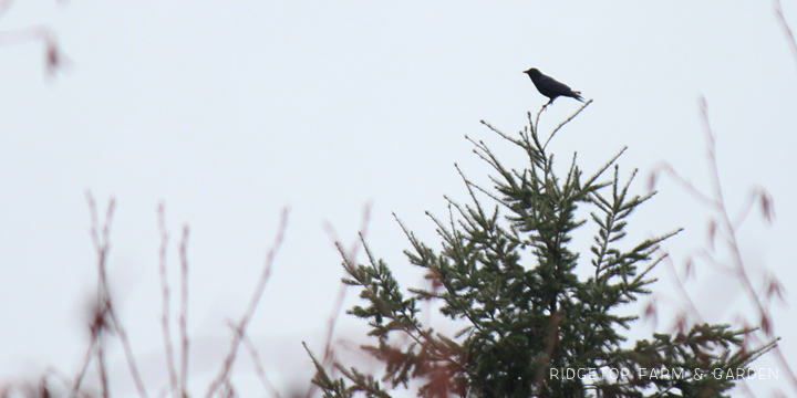 Ridgetop Farm and Garden | 2017 Great Backyard Bird Count | GBBC | American Crow