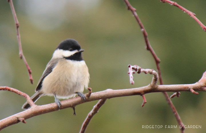 Ridgetop Farm and Garden | 2017 Great Backyard Bird Count | GBBC | Black-capped Chickadee