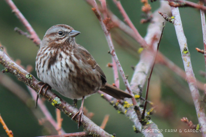 Ridgetop Farm and Garden | 2017 Great Backyard Bird Count | GBBC | Song Sparrow