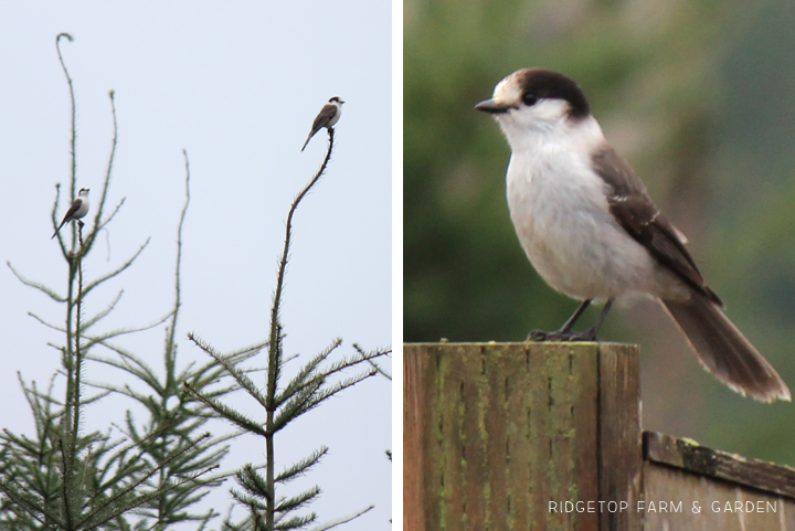 Ridgetop Farm and Garden | 2017 Great Backyard Bird Count | GBBC | Gray Jay