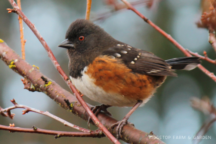 Ridgetop Farm and Garden | 2017 Great Backyard Bird Count | GBBC | Spotted Towhee