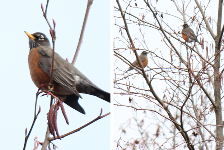 Ridgetop Farm and Garden | 2017 Great Backyard Bird Count | GBBC | American Robin