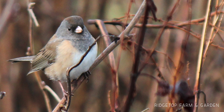 Ridgetop Farm and Garden | 2017 Great Backyard Bird Count | GBBC | Dark-eyed Junco