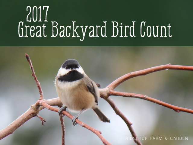 Ridgetop Farm and Garden | 2017 Great Backyard Bird Count | GBBC