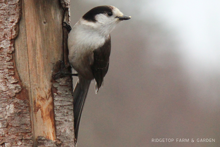 Ridgetop Farm and Garden | Birds 'round Here | Gray Jay