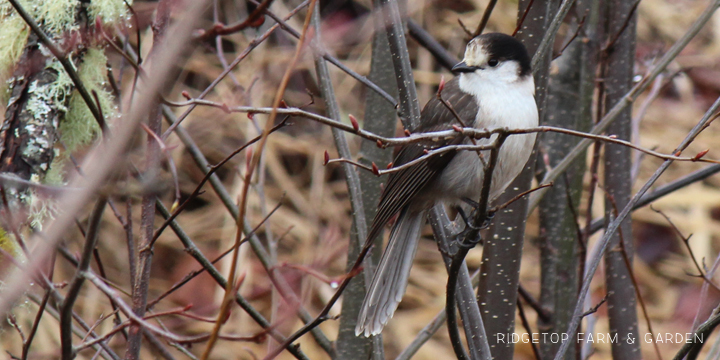 Ridgetop Farm and Garden | Birds 'round Here | Gray Jay