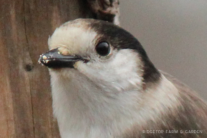 Ridgetop Farm and Garden | Birds 'round Here | Gray Jay