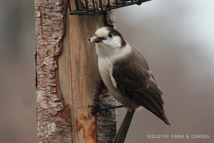 Ridgetop Farm and Garden | Birds 'round Here | Gray Jay