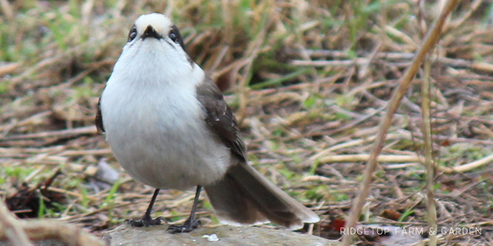 Ridgetop Farm and Garden | Birds 'round Here | Gray Jay