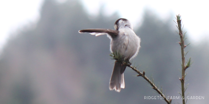 Ridgetop Farm and Garden | Birds 'round Here | Gray Jay