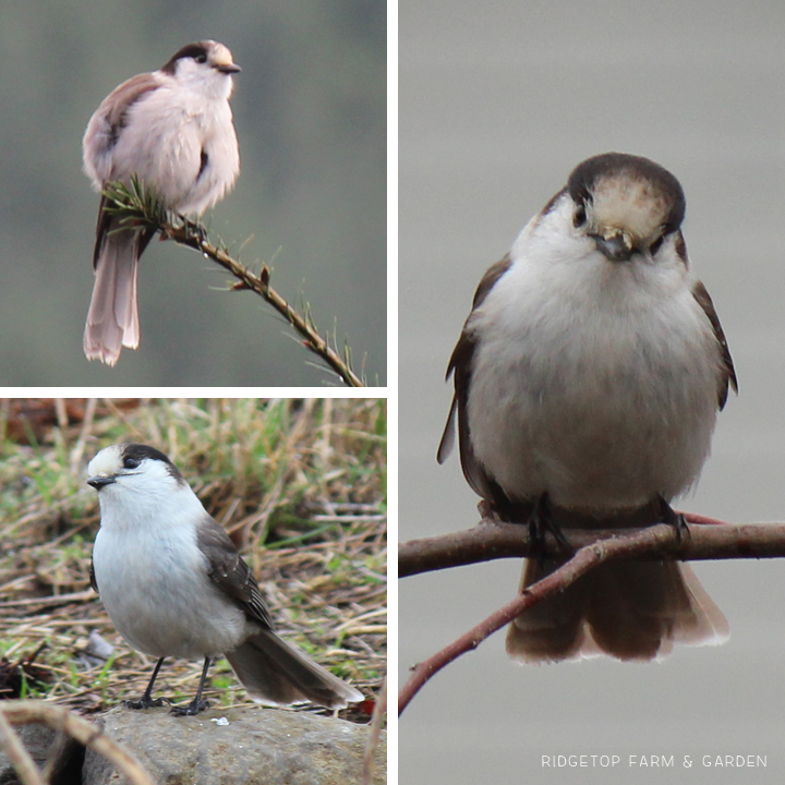 Ridgetop Farm and Garden | Birds 'round Here | Gray Jay