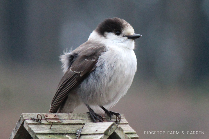 Ridgetop Farm and Garden | Birds 'round Here | Gray Jay