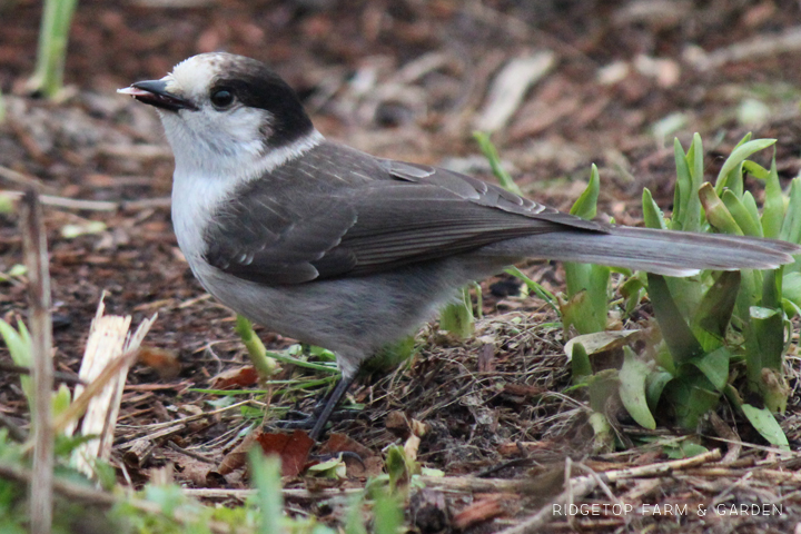 Ridgetop Farm and Garden | Birds 'round Here | Gray Jay