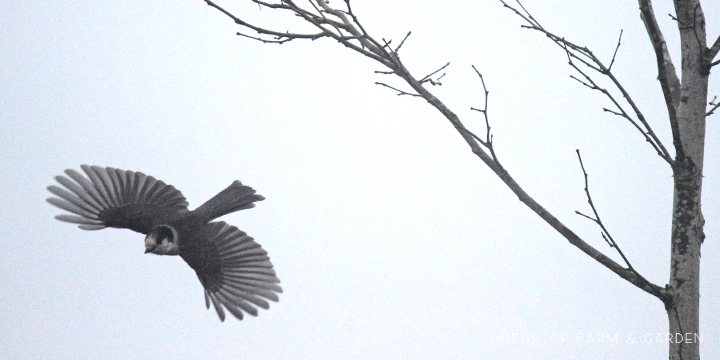 Ridgetop Farm and Garden | Birds 'round Here | Gray Jay