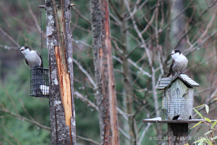 Ridgetop Farm and Garden | Birds 'round Here | Gray Jay