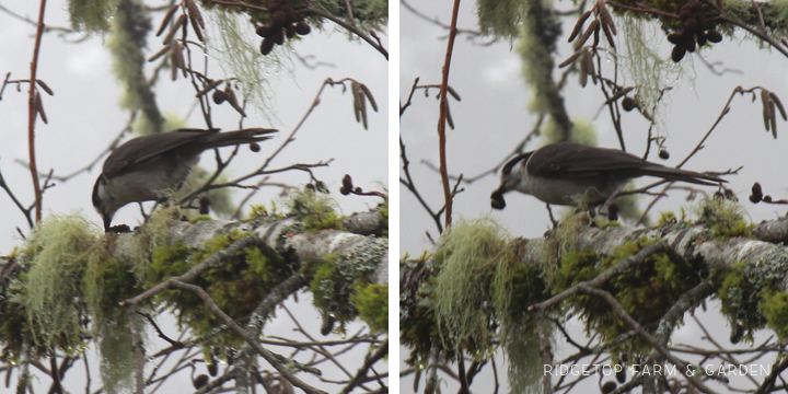 Ridgetop Farm and Garden | Birds 'round Here | Gray Jay