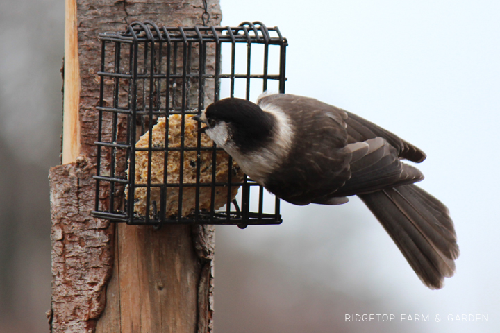 Ridgetop Farm and Garden | Birds 'round Here | Gray Jay