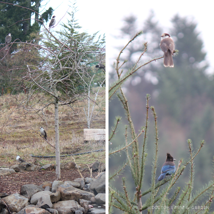 Ridgetop Farm and Garden | Birds 'round Here | Gray Jay