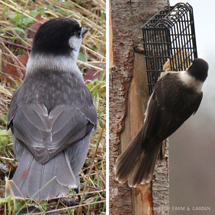 Ridgetop Farm and Garden | Birds 'round Here | Gray Jay