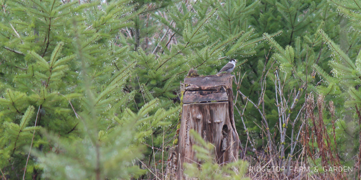 Ridgetop Farm and Garden | Birds 'round Here | Gray Jay