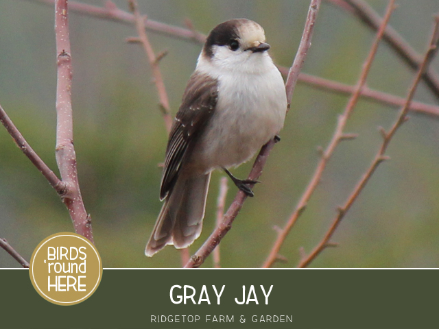 Ridgetop Farm and Garden | Birds 'round Here | Gray Jay