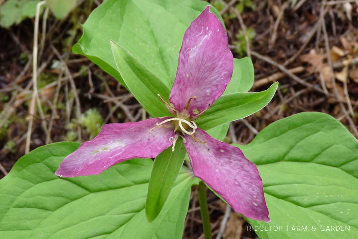 Ridgetop Farm and Garden | Pacific NW Plants | Western Trillium