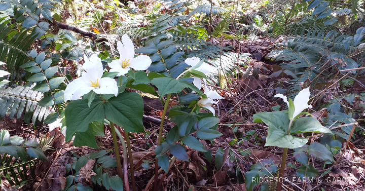 Ridgetop Farm and Garden | Pacific NW Plants | Western Trillium