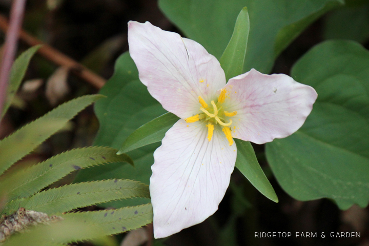 Ridgetop Farm and Garden | Pacific NW Plants | Western Trillium