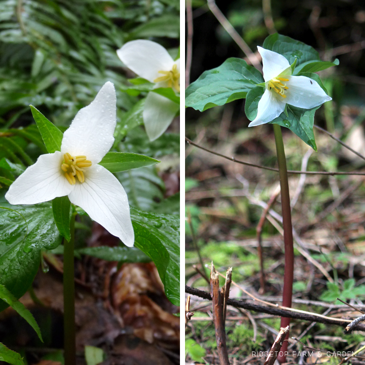 Ridgetop Farm and Garden | Pacific NW Plants | Western Trillium