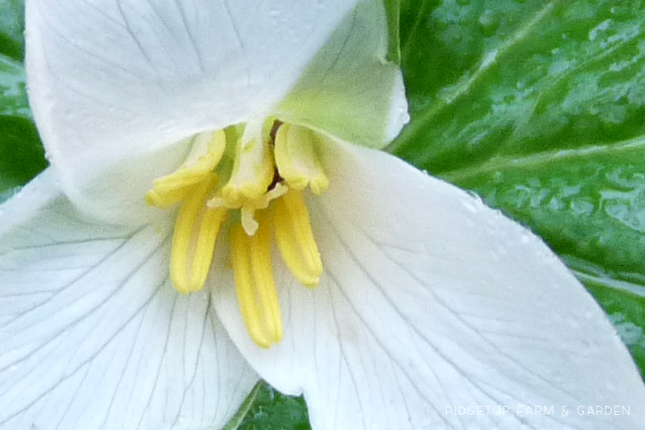 Ridgetop Farm and Garden | Pacific NW Plants | Western Trillium