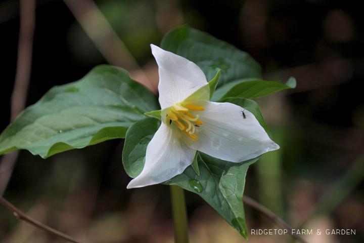 Ridgetop Farm and Garden | Pacific NW Plants | Western Trillium