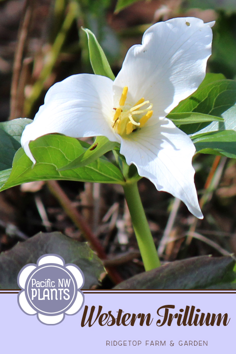 Ridgetop Farm and Garden | Pacific NW Plants | Western Trillium