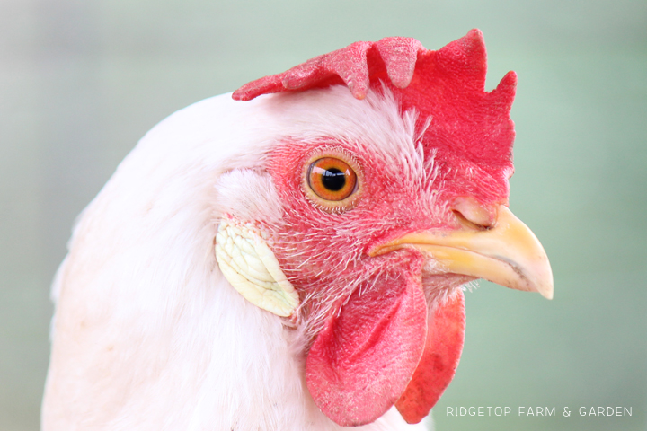 Ridgetop Farm and Garden | Chicken Breed | White Leghorn