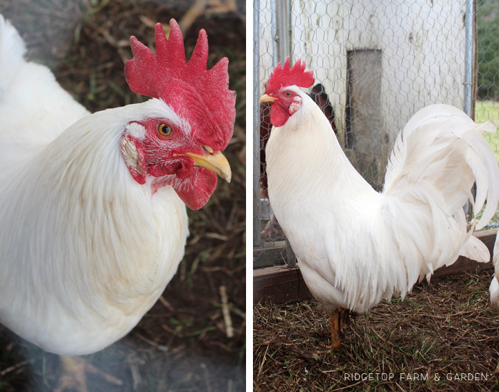 Ridgetop Farm and Garden | Chicken Breed | White Leghorn | Rooster