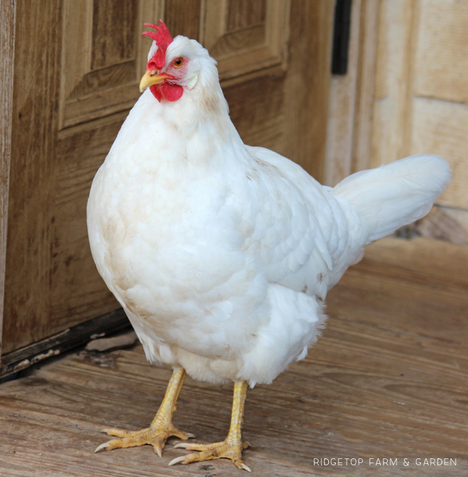 Ridgetop Farm and Garden | Chicken Breed | White Leghorn