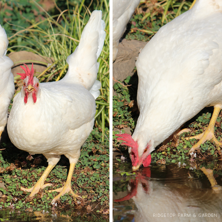 Ridgetop Farm and Garden | Chicken Breed | White Leghorn