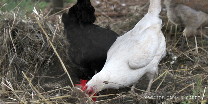 Ridgetop Farm and Garden | Chicken Breed | White Leghorn