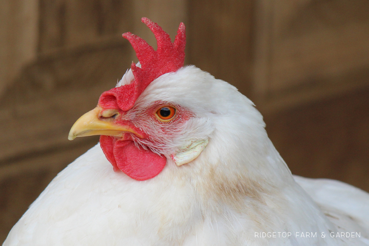 Ridgetop Farm and Garden | Chicken Breed | White Leghorn